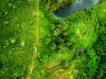 High angle view of trees growing in forest