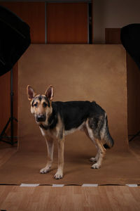 Dog looking away while standing on hardwood floor