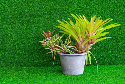 High angle view of fresh green plant in lawn