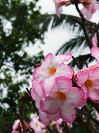 Close-up of wet pink flowers blooming outdoors