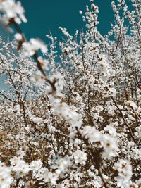Close-up of cherry blossom tree