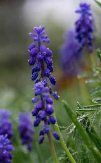 Close-up of purple flowering plants