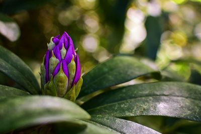 Close-up of purple flowering plant