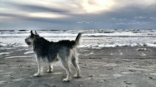 Dog on beach