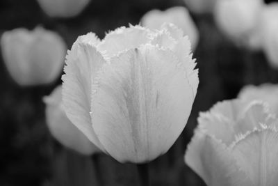 Close-up of white flower