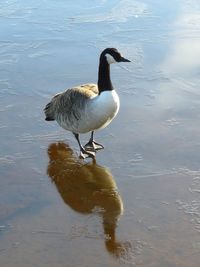 High angle view of bird on lake