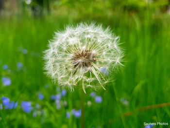 Close-up of dandelion flower on field