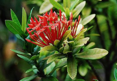 Close-up of red flower blooming outdoors