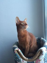 Cat sitting on floor