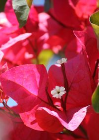 Close-up of pink flowers
