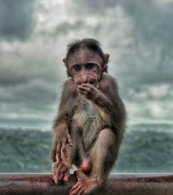 Portrait of monkey sitting outdoors