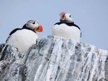 Low angle view of bird perching on rock