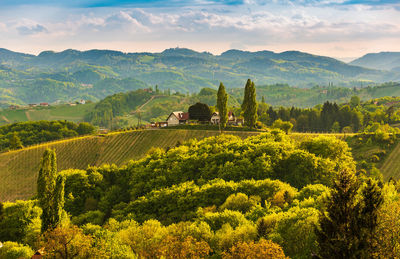 Scenic view of vineyard against sky