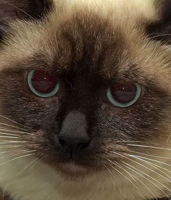 Close-up portrait of a cat