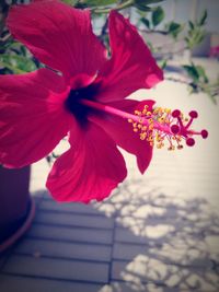 Close-up of fresh pink hibiscus