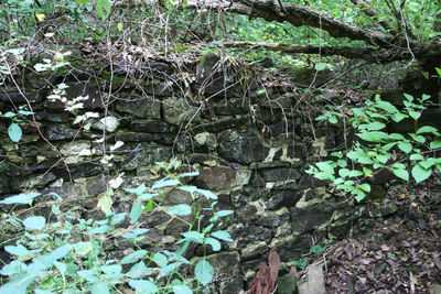 Plants growing in forest