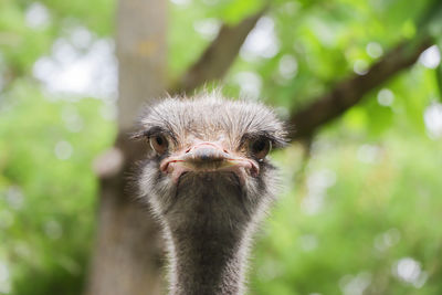 Ostrich in a zoo looking at the camera.