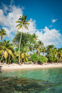 Palm trees on beach against blue sky
