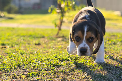 pet