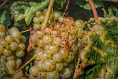 Close-up of fruits on tree