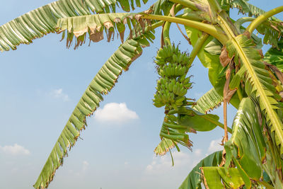 Low angle view of coconut palm tree against sky
