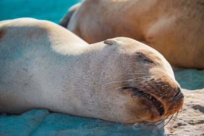 Close-up of sea lion