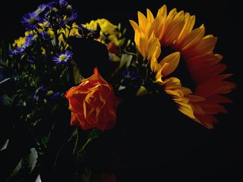 Close-up of flower over black background
