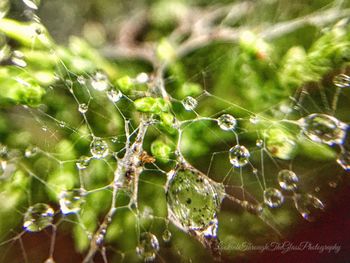 Close-up of spider on web