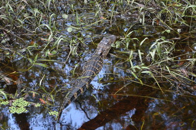 Close-up of lizard on grass