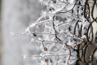 Close-up of frozen bare tree during winter