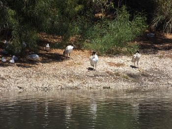 Birds in calm lake