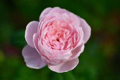 Close-up of pink rose