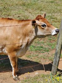 Cow standing in a field