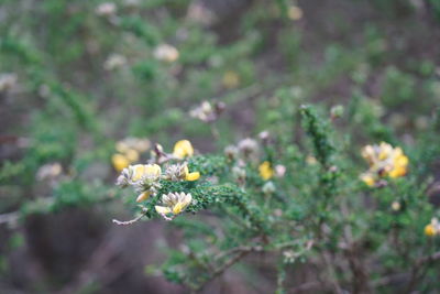 Close-up of yellow flowering plant on field