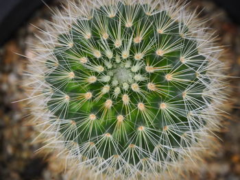 Close-up of cactus