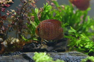 Close-up of fish swimming in water