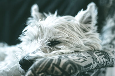 Close-up of dog relaxing on sofa at home