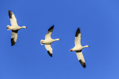 Low angle view of seagulls flying against clear blue sky