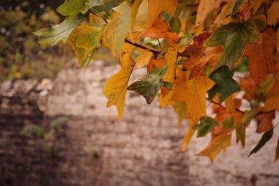 Close-up of yellow maple leaves during autumn