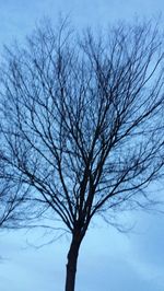 bare tree