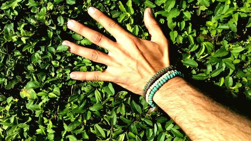 Close-up of hand holding plant