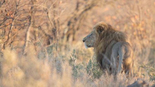 Male lion patrolling its territory, panthera leo, kruger park, south africa