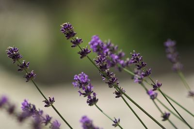 Close-up of purple flowering plant
