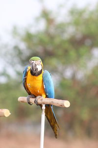 Close-up of parrot perching on branch