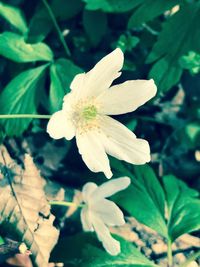 Close-up of white flower blooming on tree