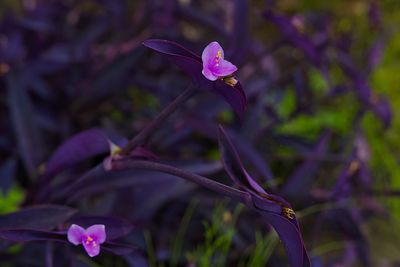 Close-up of purple flowers blooming outdoors