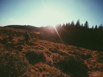 Sun shining over grassy field