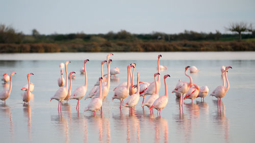 Flock of birds in lake