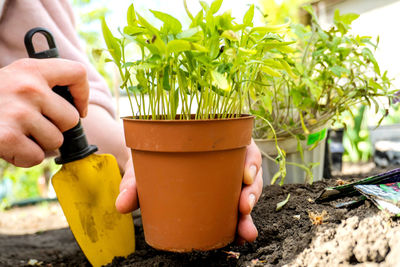 Cropped hand holding potted plant