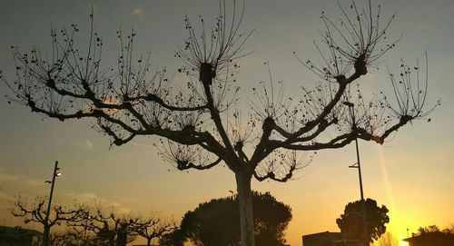 Low angle view of silhouette bare tree against sky